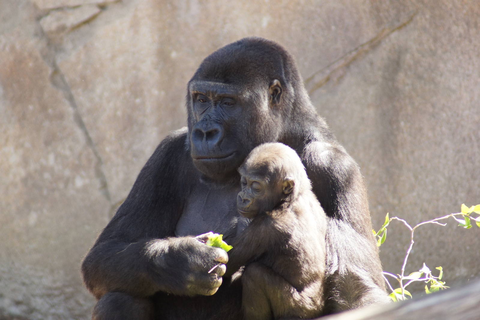 Western Lowland Gorillas 'Kriba' and 'Kipenzi'