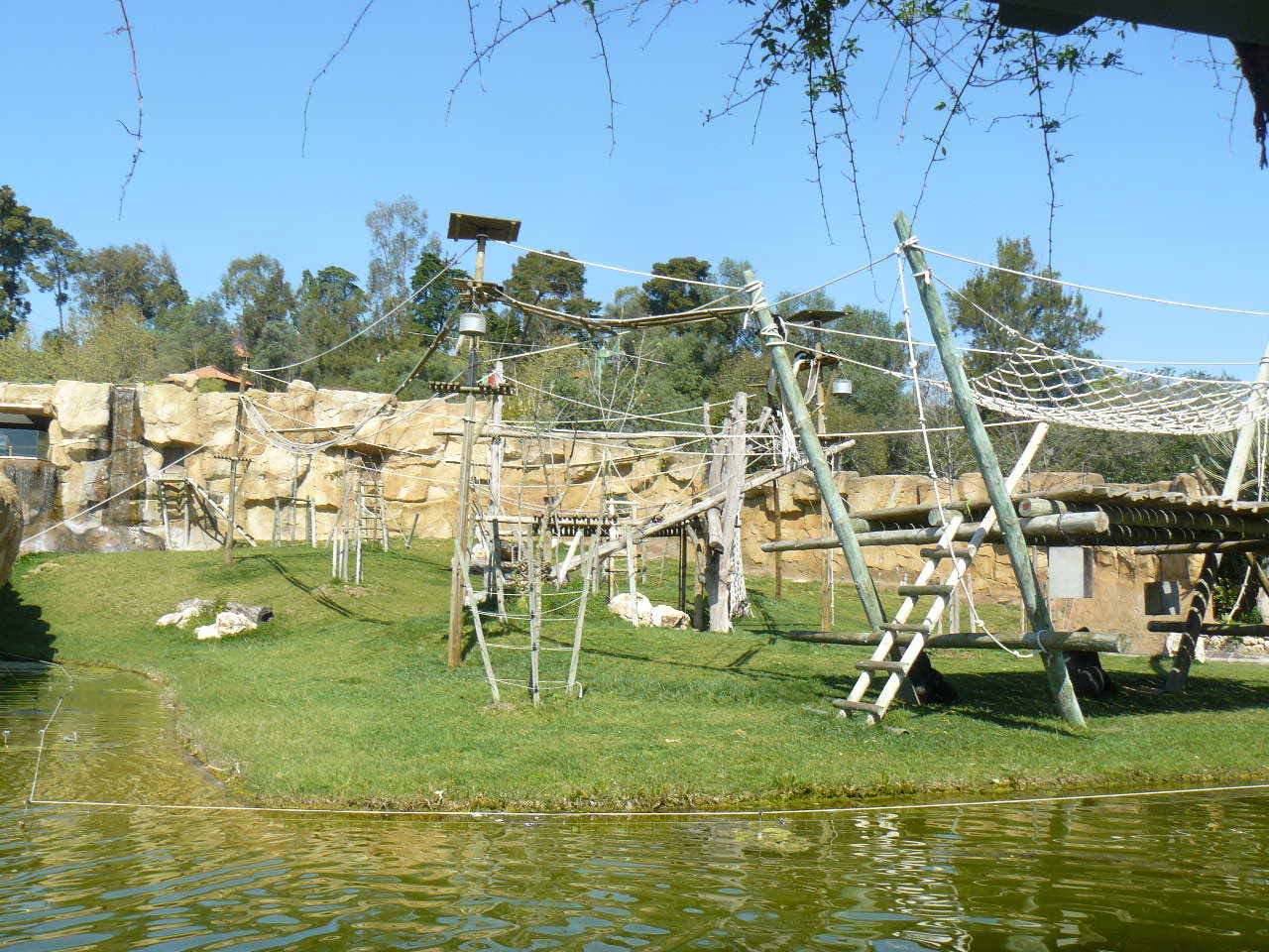 Western Lowland Gorillas - LisbonZoo, Mar 2009
