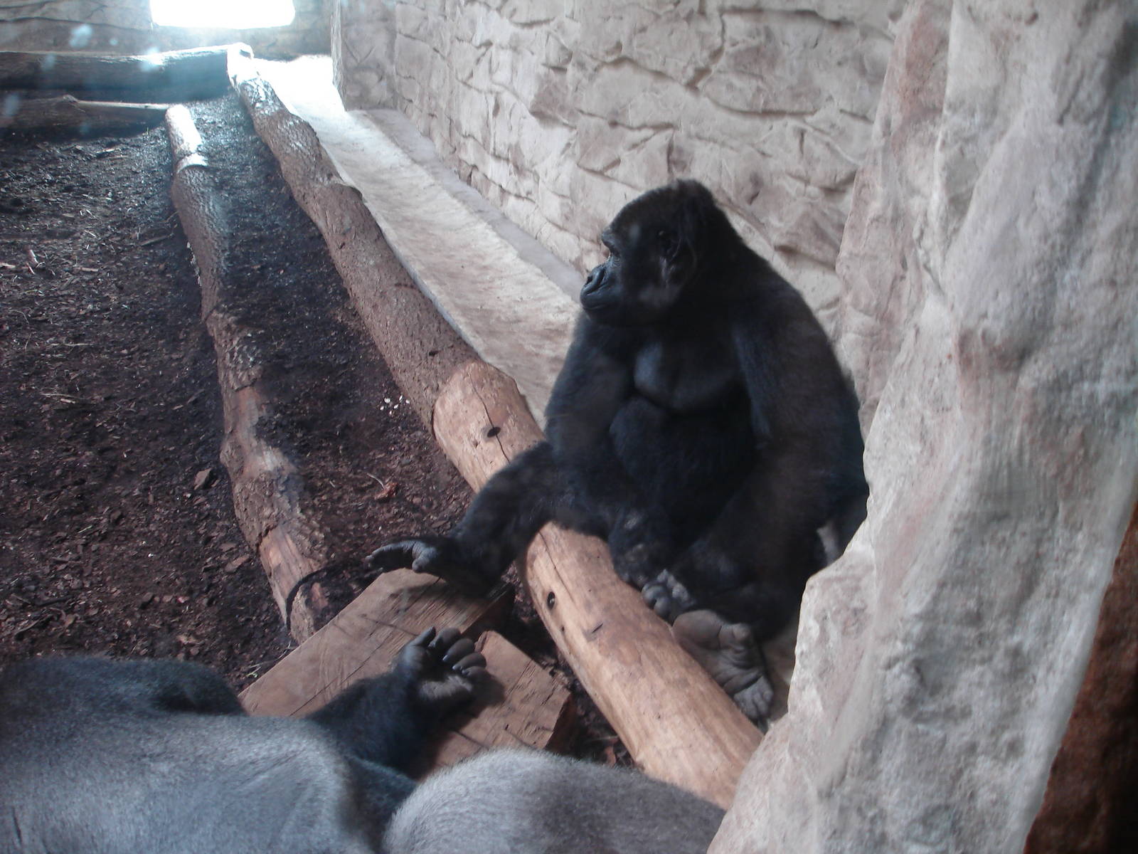 Western Lowland Gorillas - males Azizi and M'Tonge