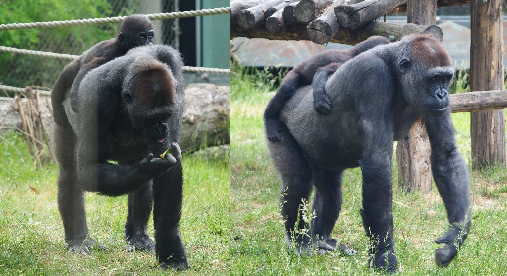 Western lowland gorillas Mayani and Thandie (Gorilla gorilla gorilla), 2020-05-24