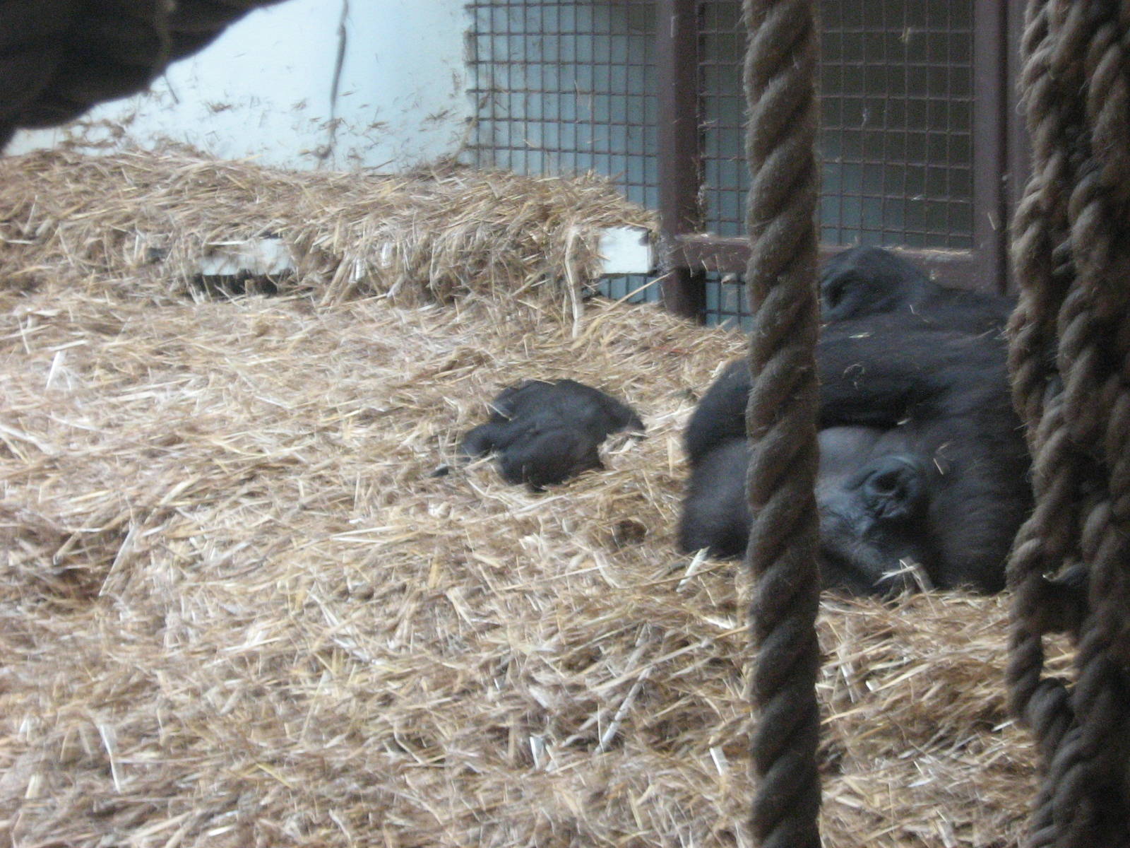 western lowland gorilla's(milki&amp;baby)