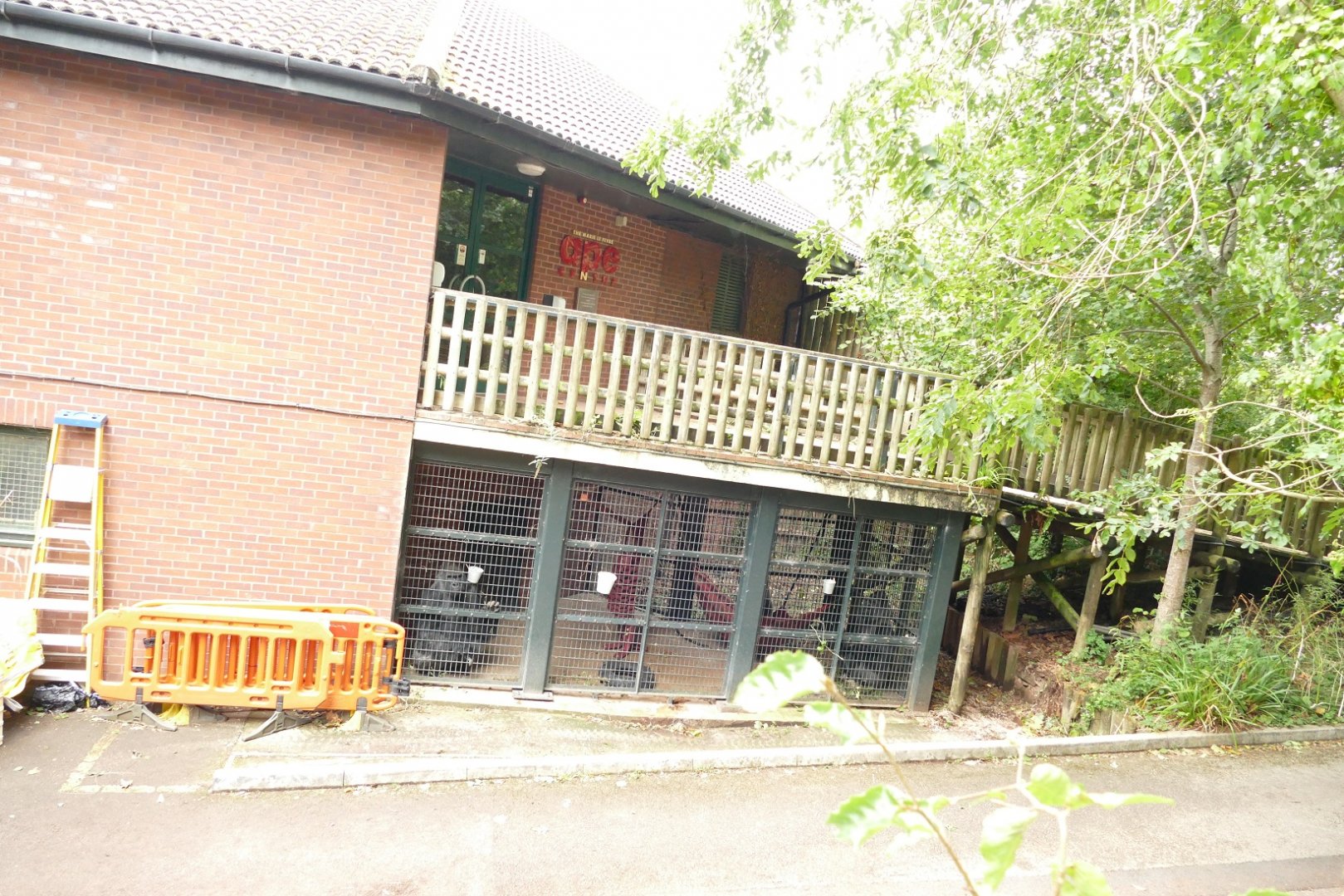 Western lowland gorillas, October 2021