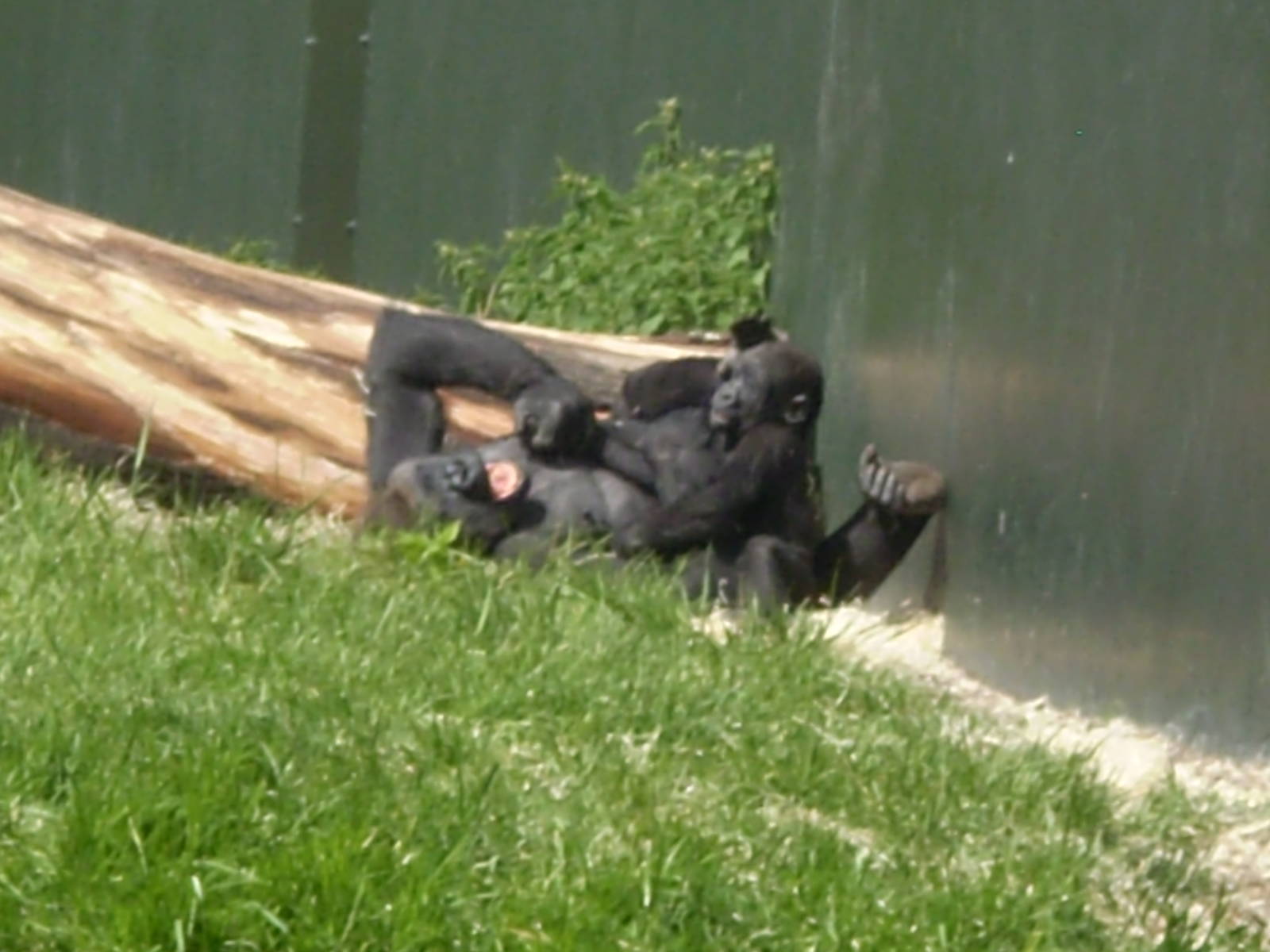 Western Lowland Gorillas Playing