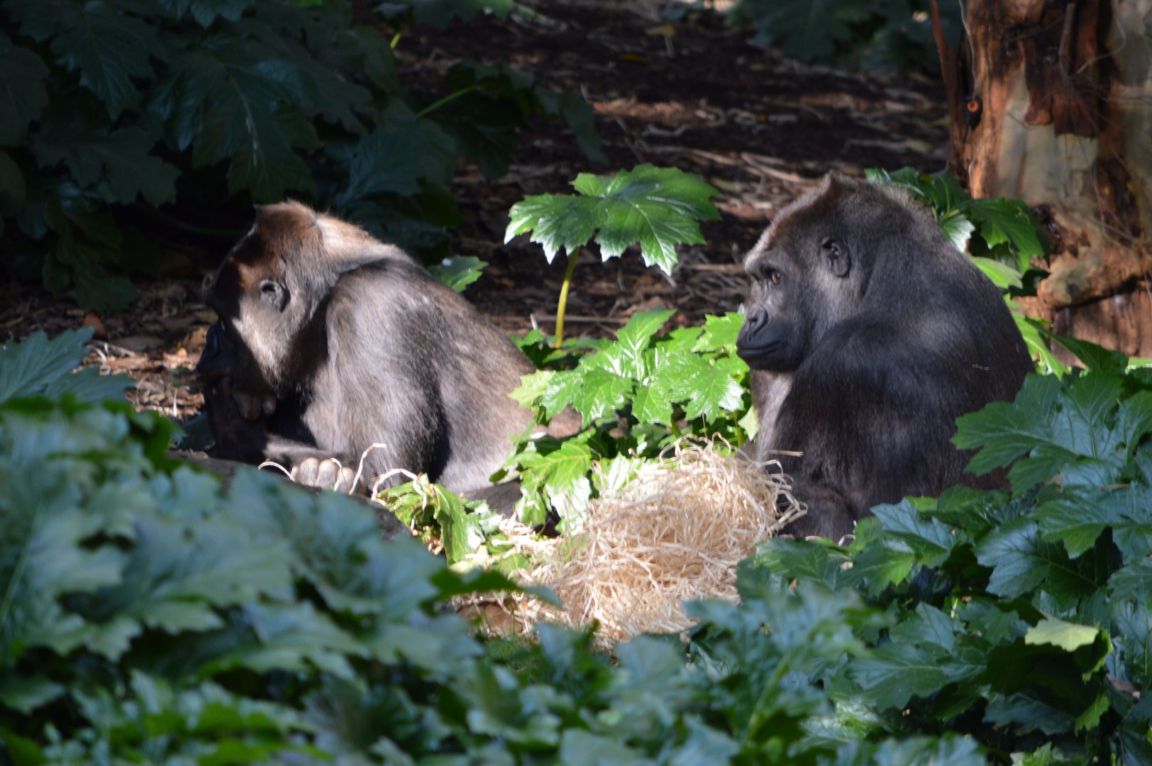 Western lowland gorillas 'Yuska' and 'Kimya'