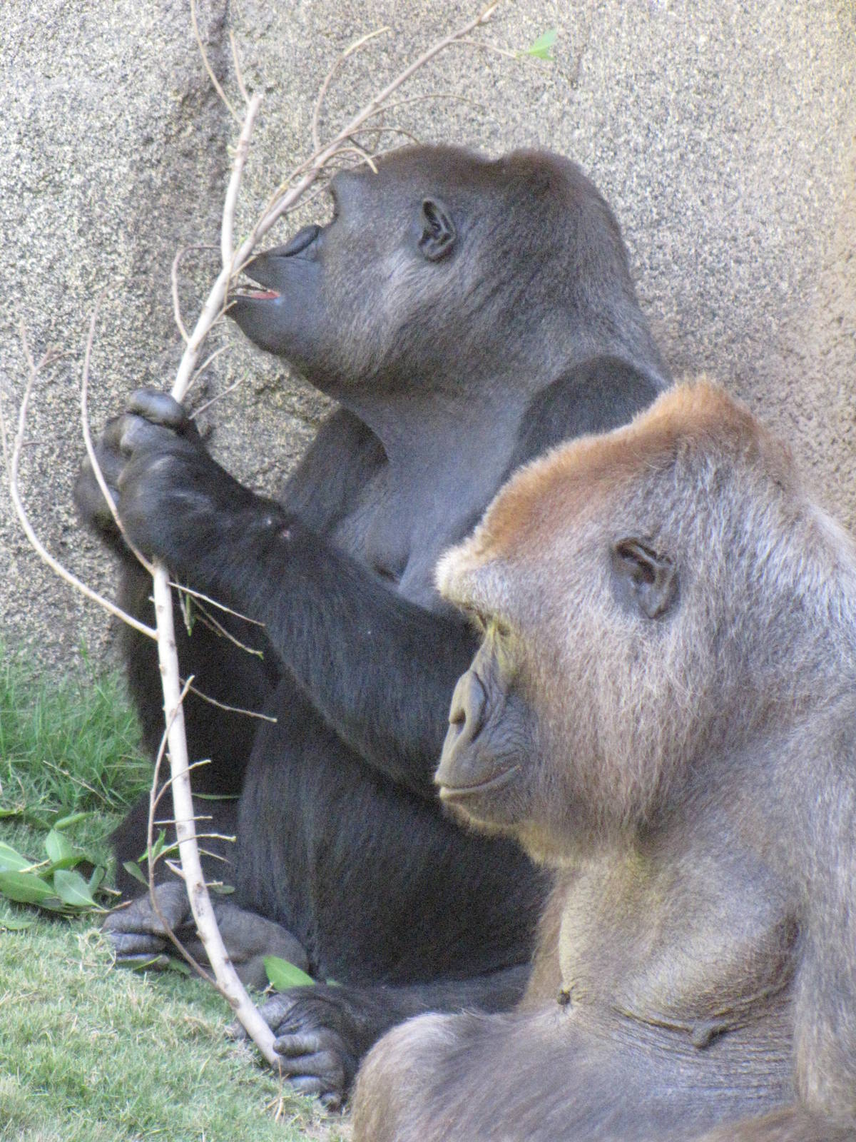 Western Lowland Gorillas