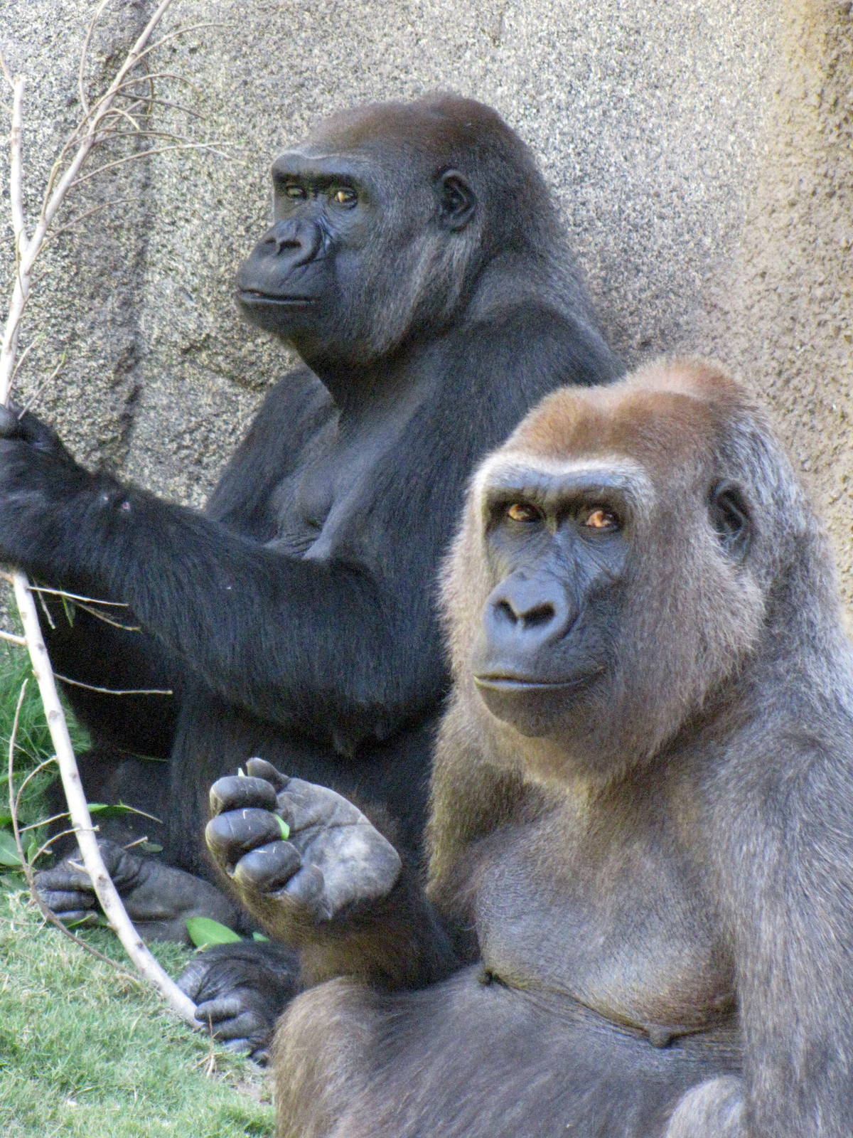 Western Lowland Gorillas