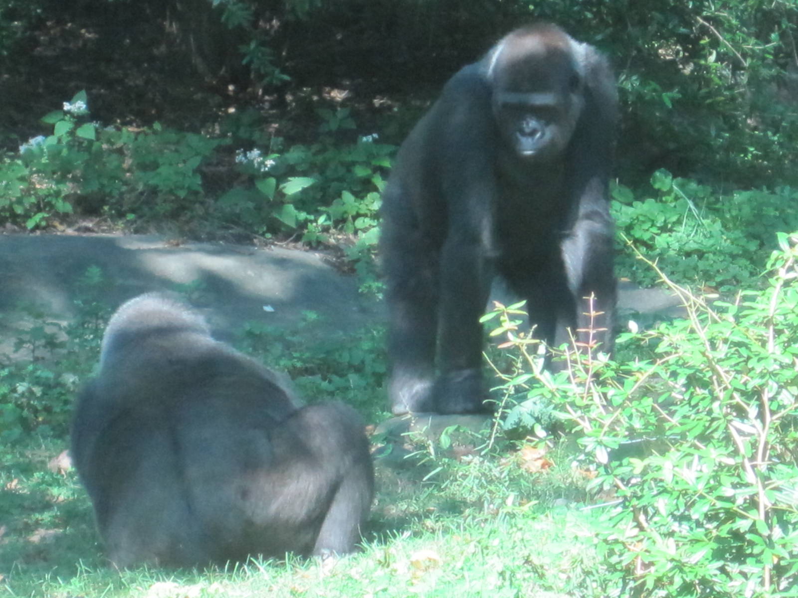 Western Lowland Gorillas