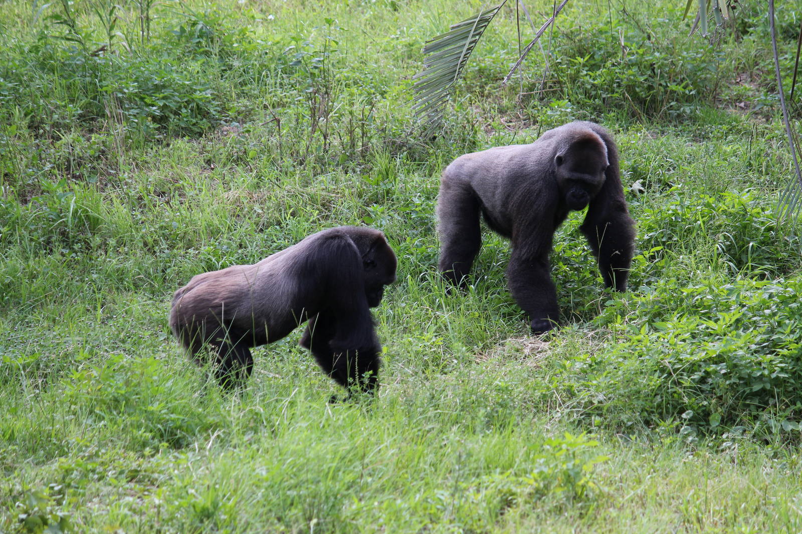 Western Lowland Gorillas