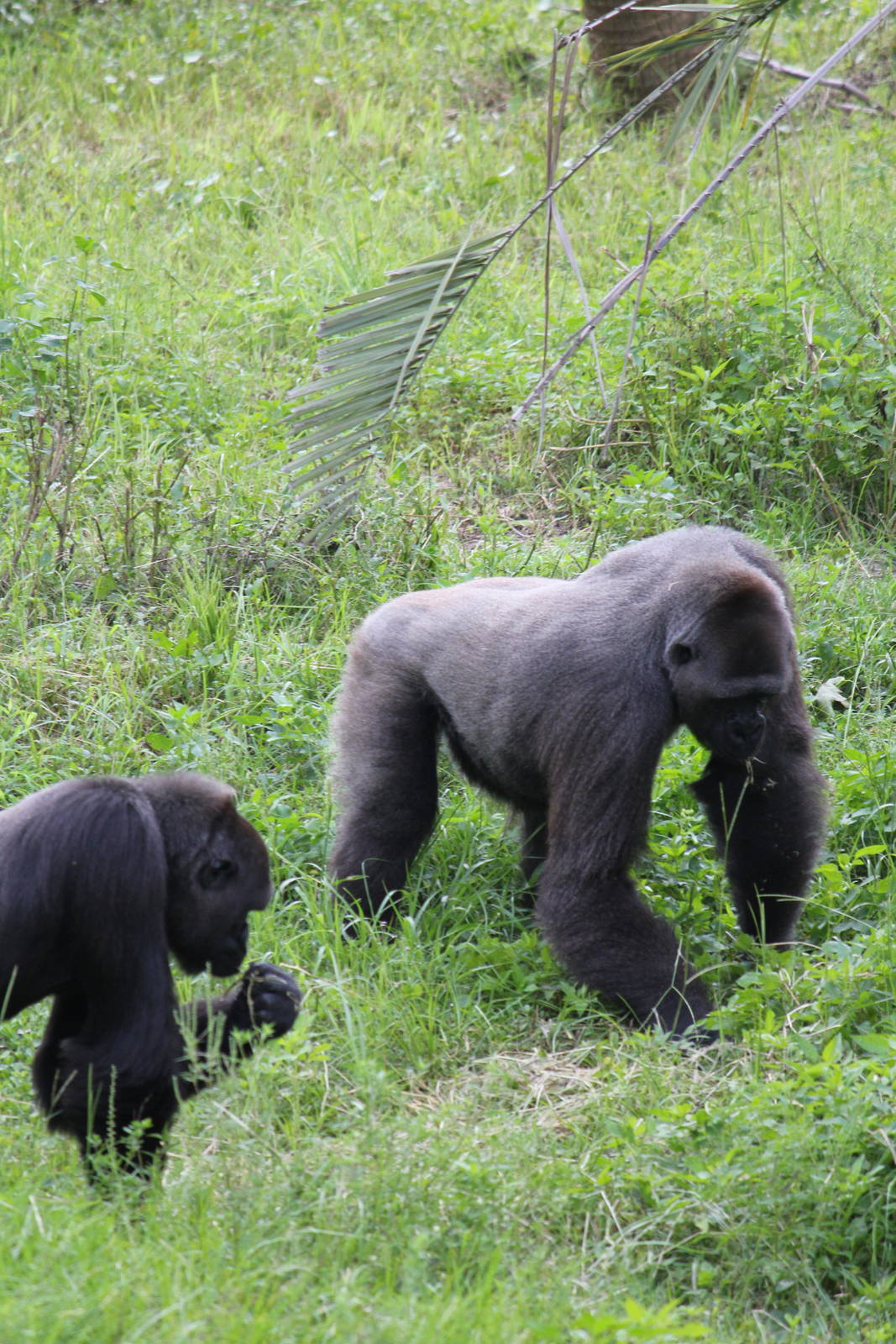 Western Lowland Gorillas