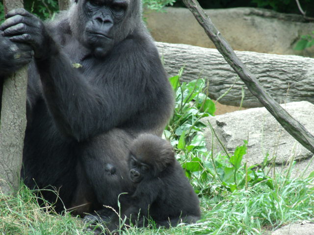 Western Lowland Gorillas