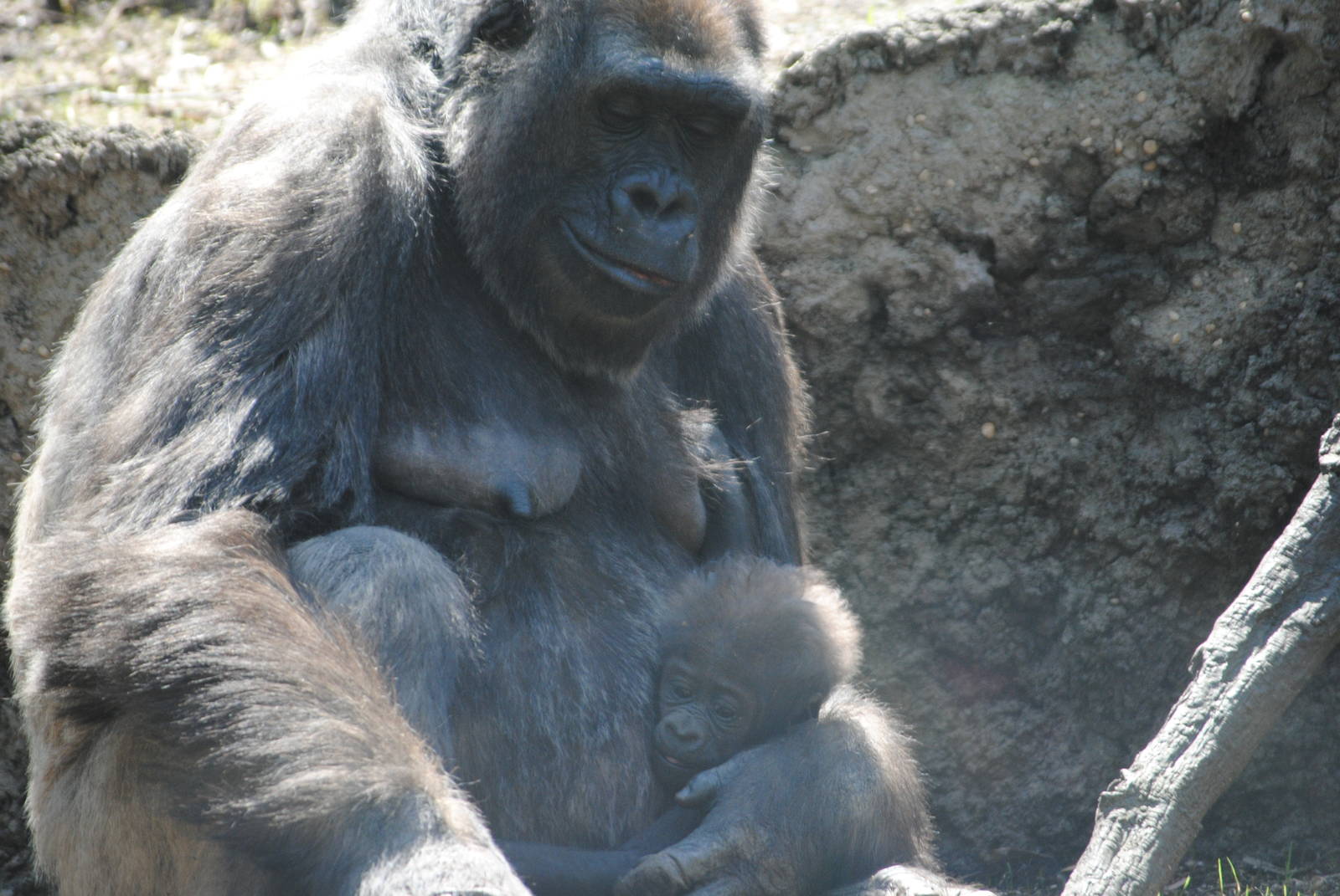 Western Lowland Gorillas