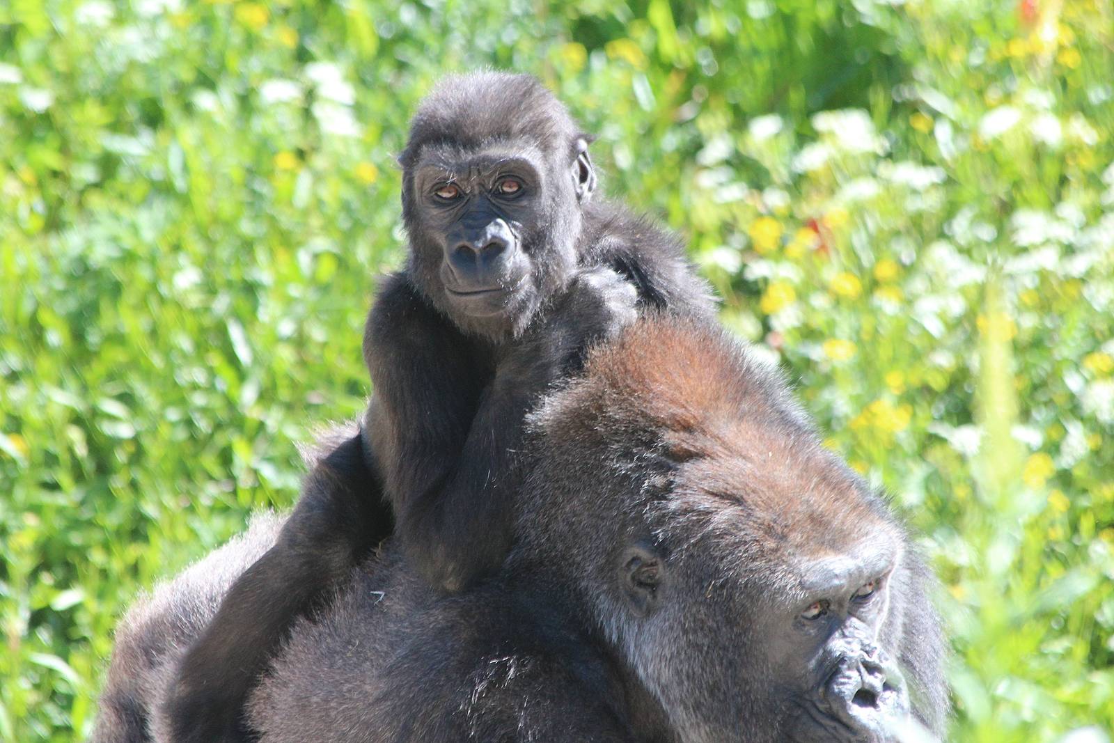 Western Lowland Gorillas