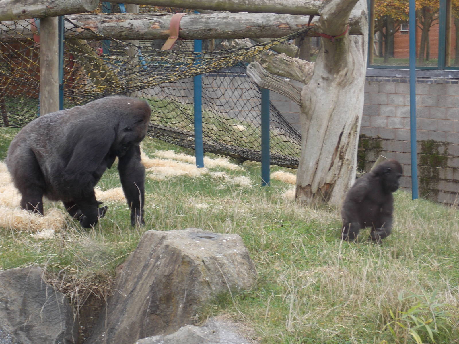 Western lowland gorillas