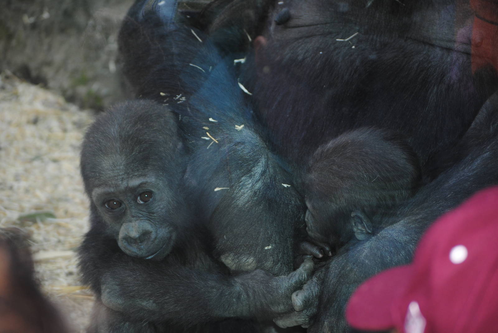 Western Lowland Gorillas