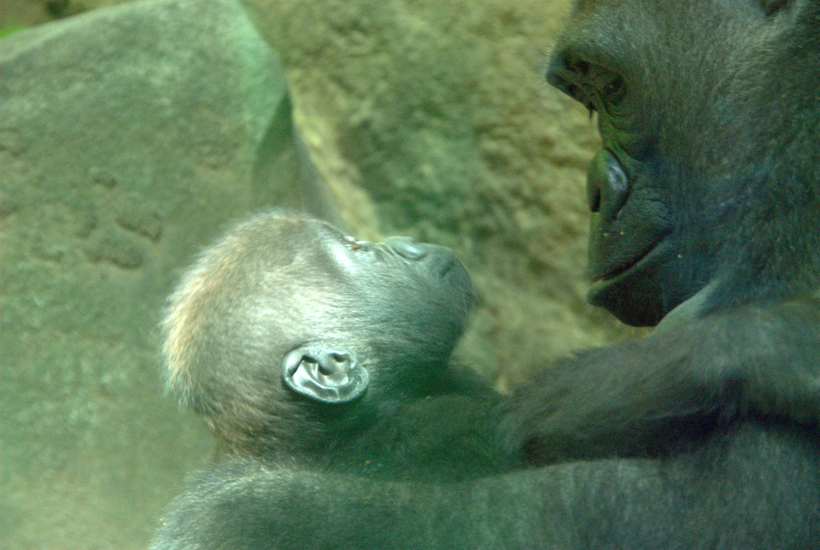 Western Lowland Gorillas