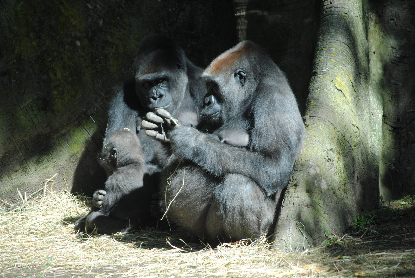 Western Lowland Gorillas