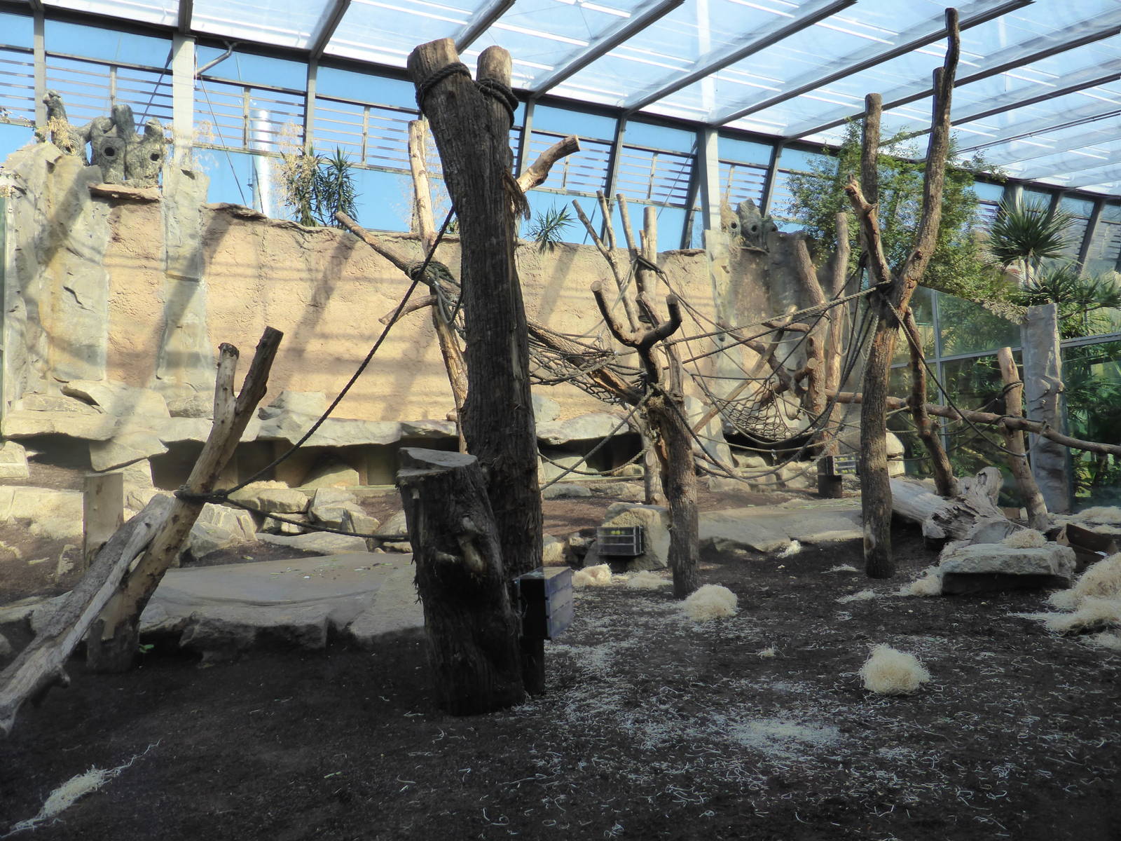 Western lowland gorillas