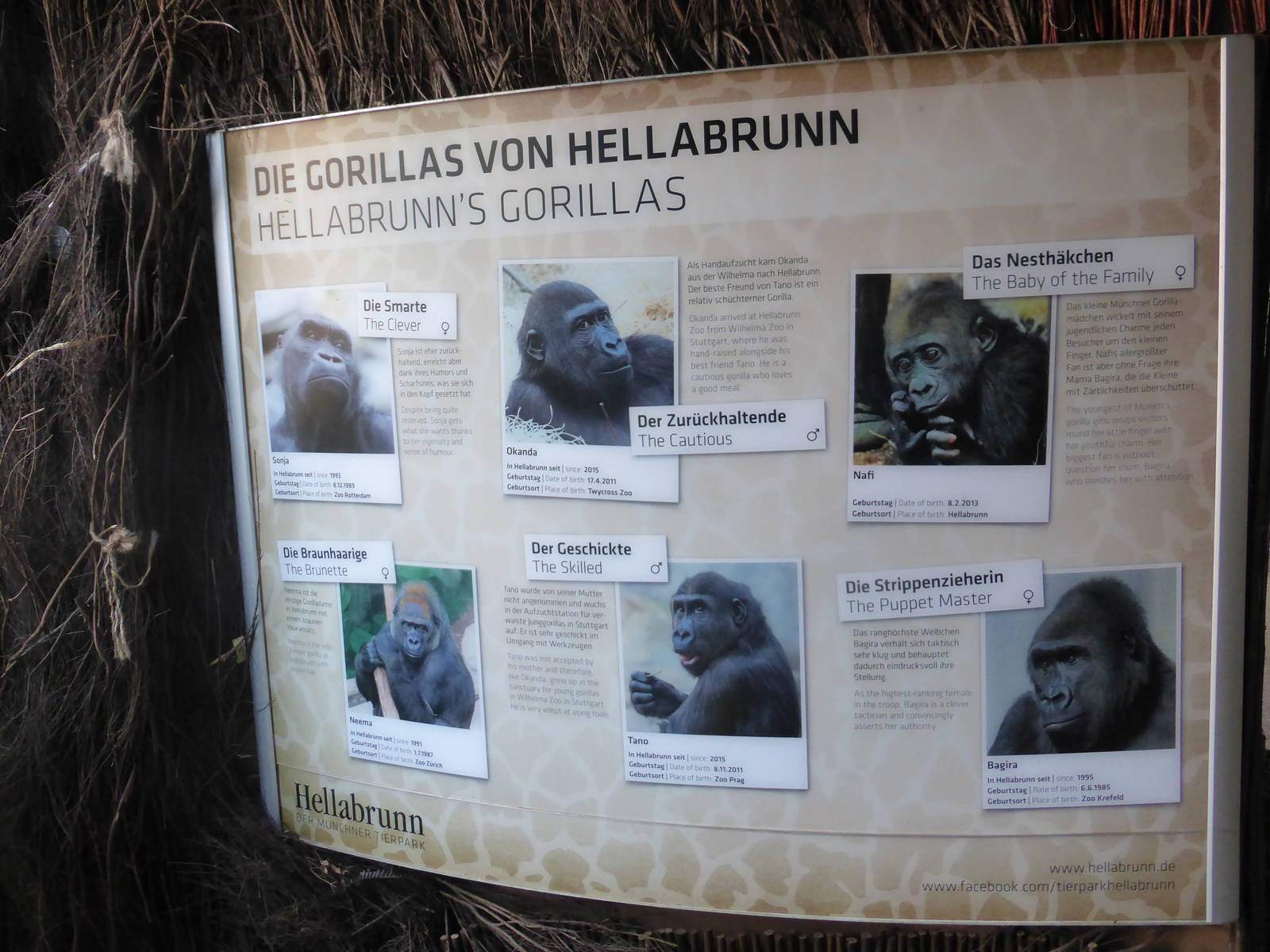 Western lowland gorillas