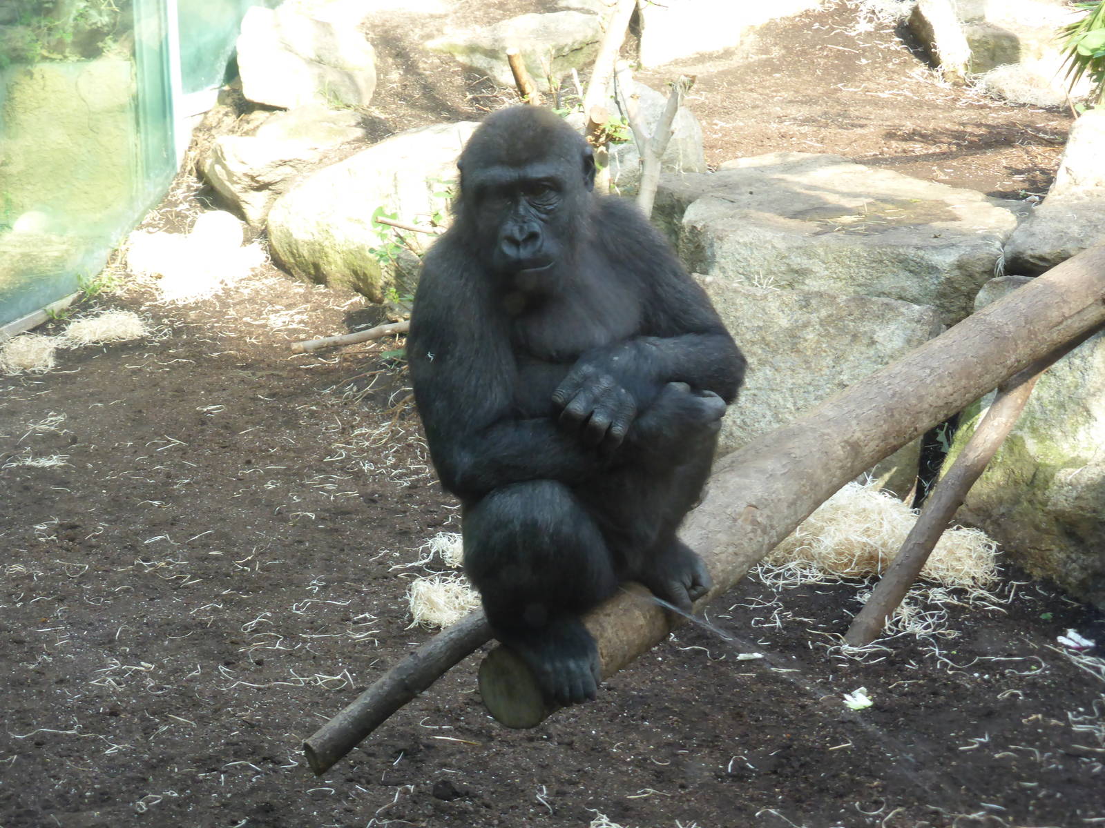 Western lowland gorillas