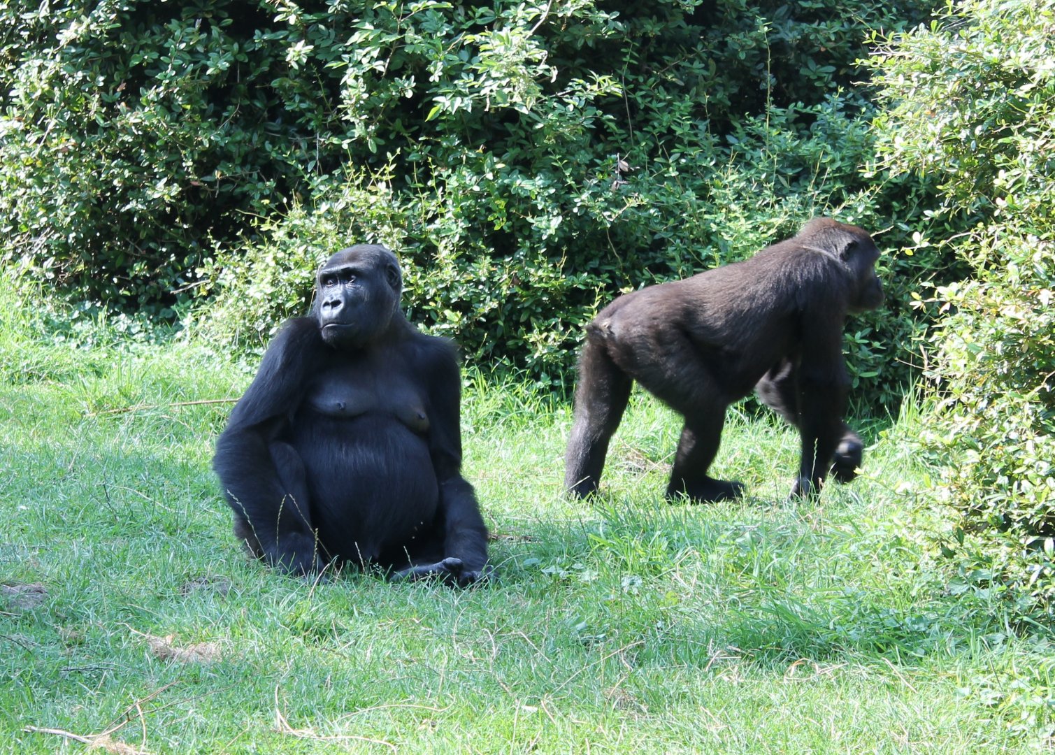 Western lowland gorillas