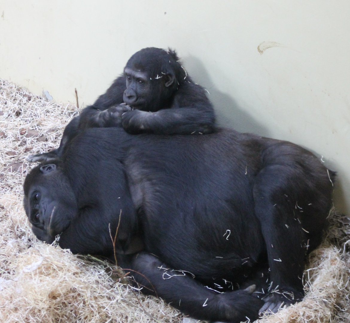 Western lowland gorillas