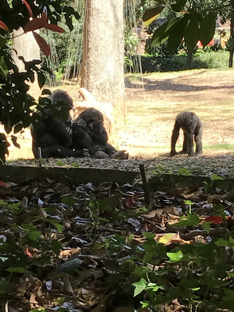 Western lowland gorillas