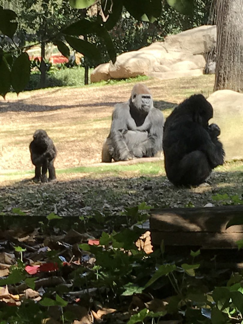Western lowland gorillas