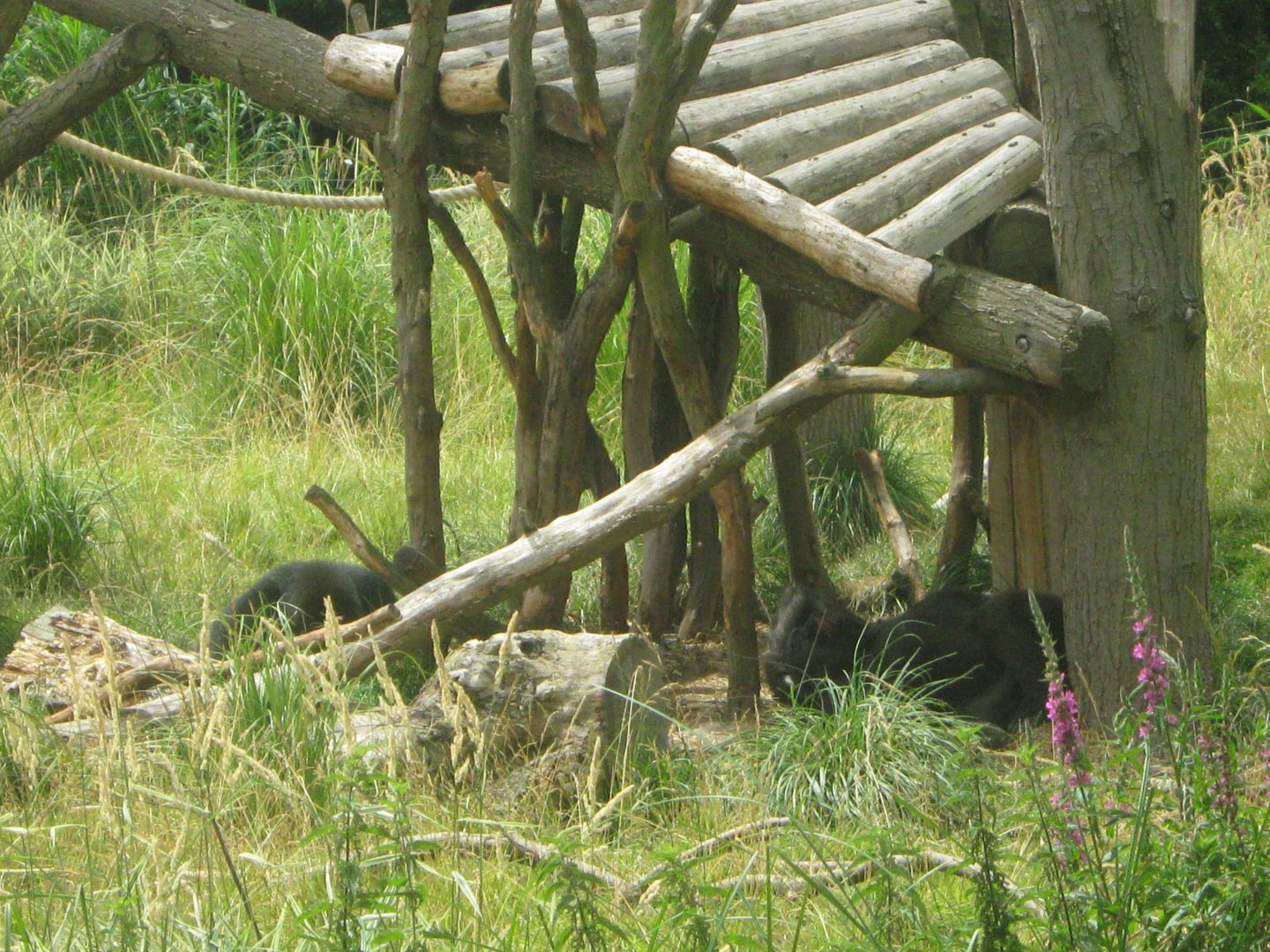 Western Lowland Gorillas