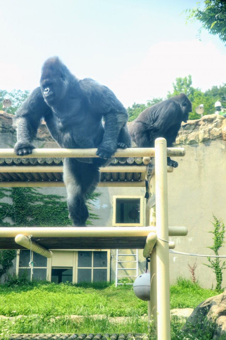 Western Lowland Gorillas