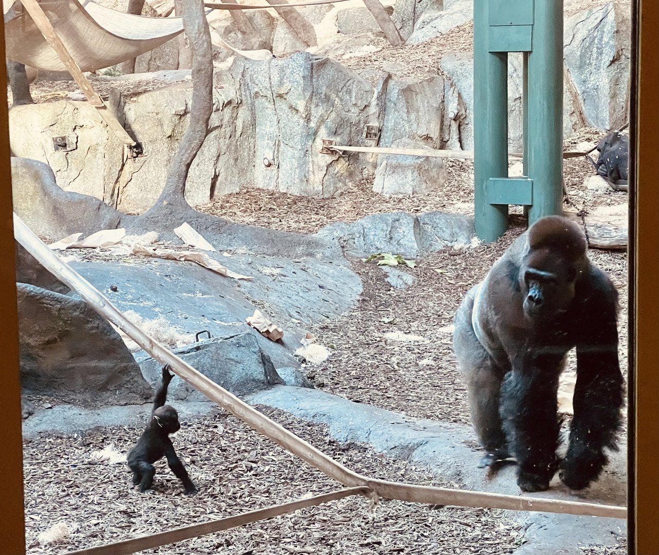 Western Lowland Gorillas
