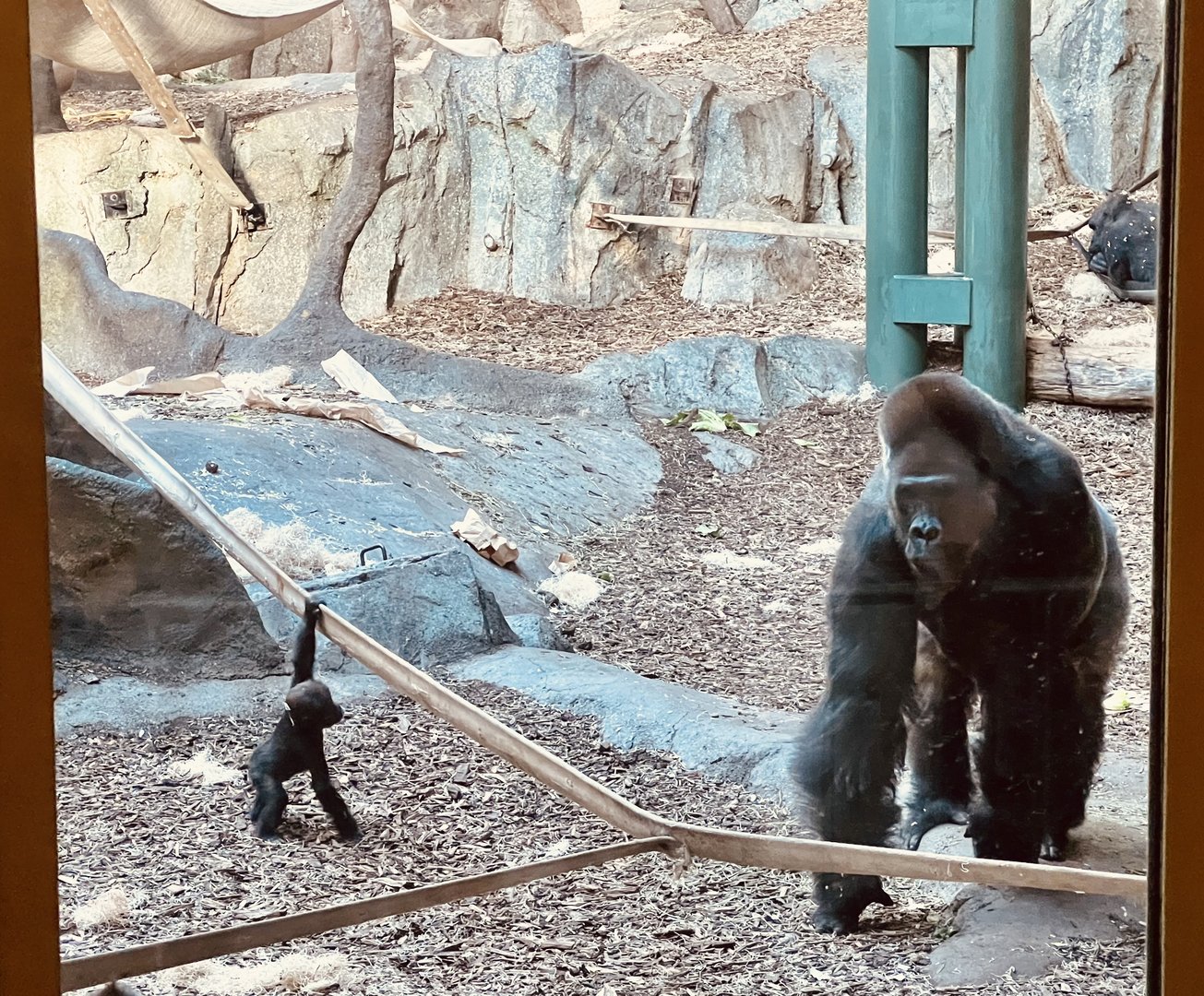 Western Lowland Gorillas