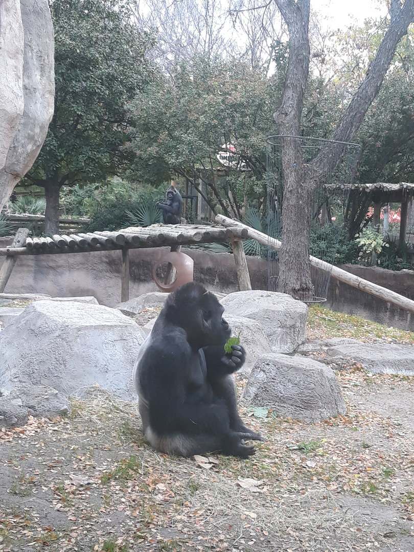 Western lowland gorillas