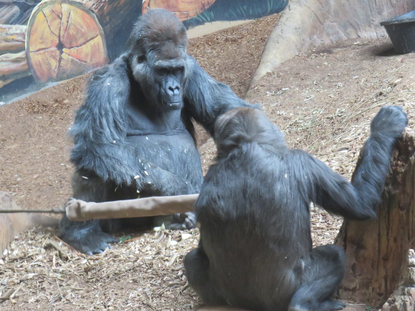Western lowland gorillas