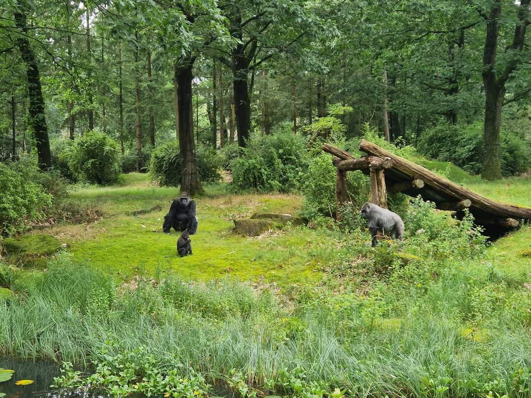 Western Lowland Gorillas