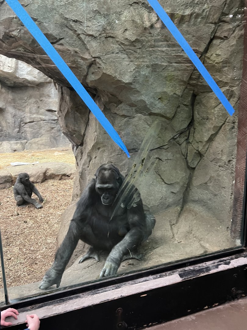 Western Lowland Gorillas