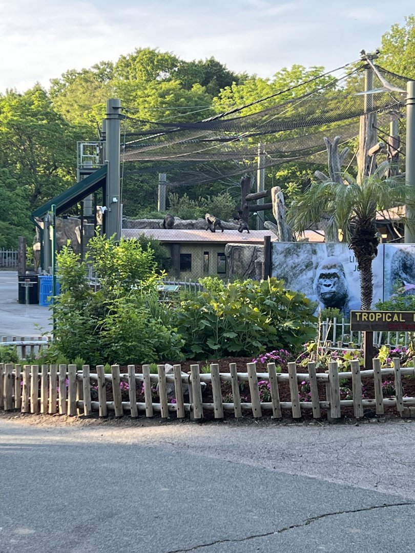 Western Lowland Gorillas