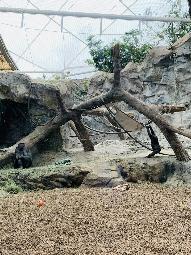Western Lowland Gorilla’s