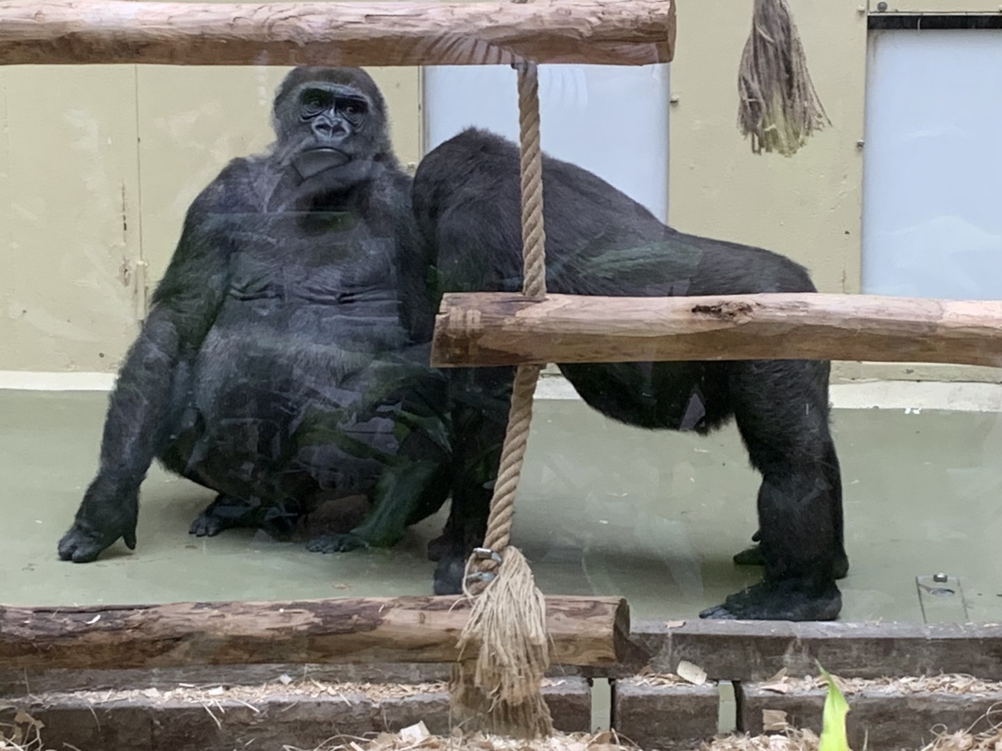 Western lowland gorillas