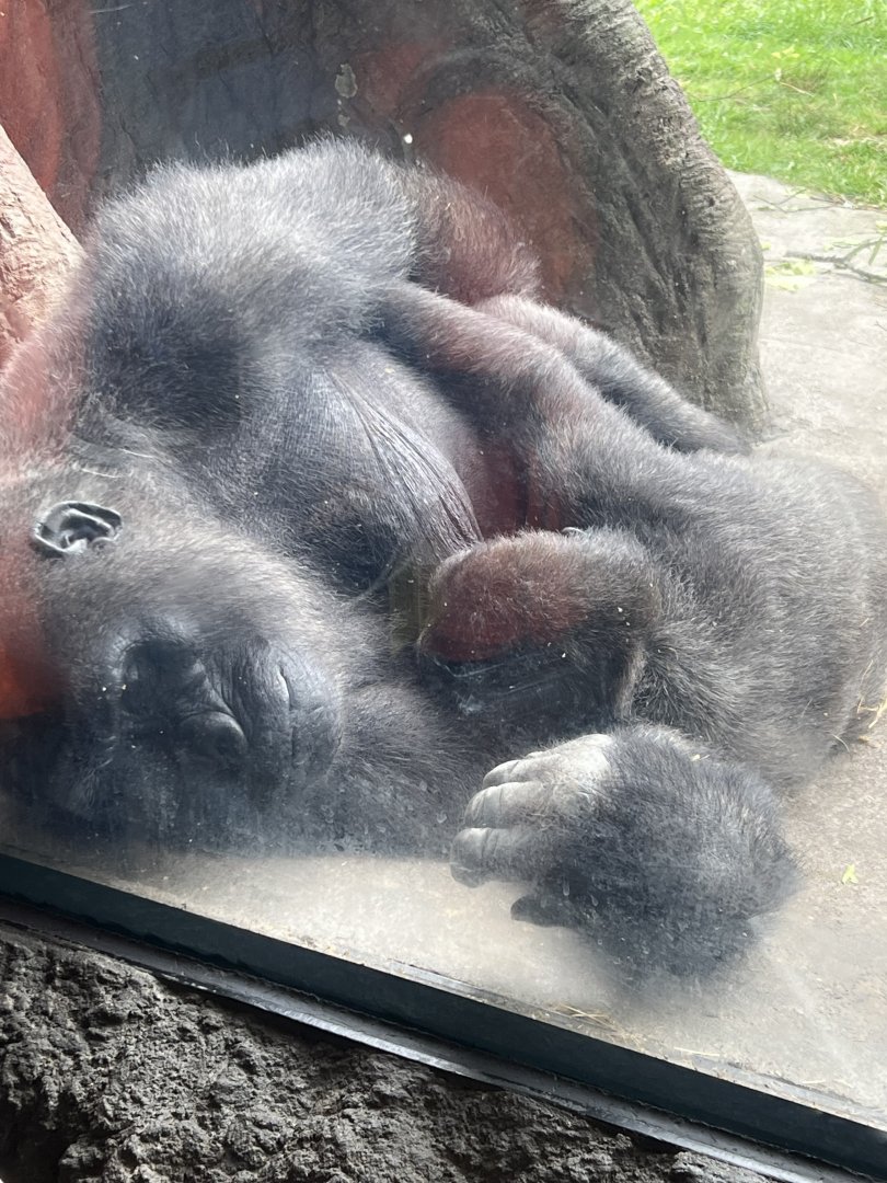 Western Lowland Gorillas