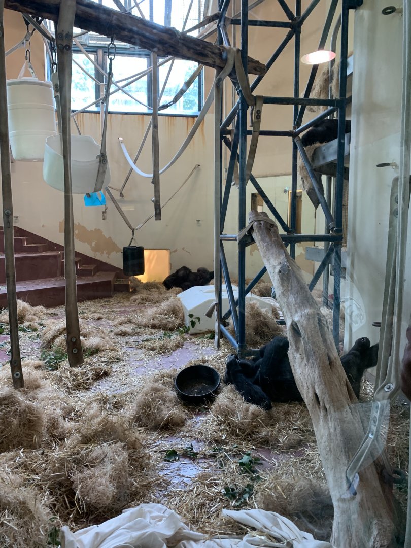 Western Lowland Gorillas