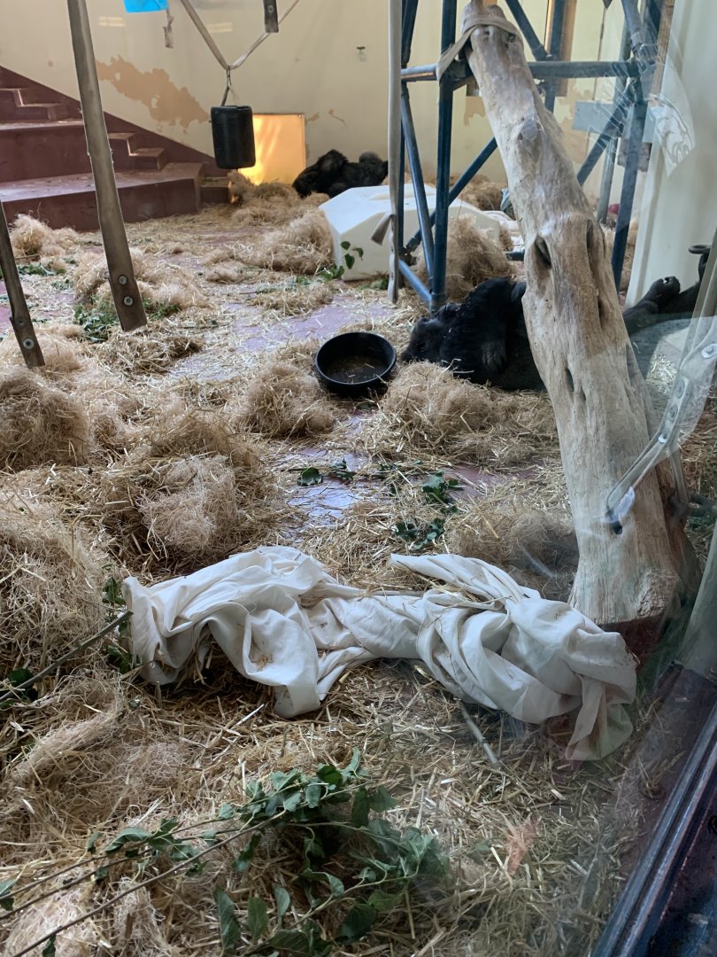 Western Lowland Gorillas