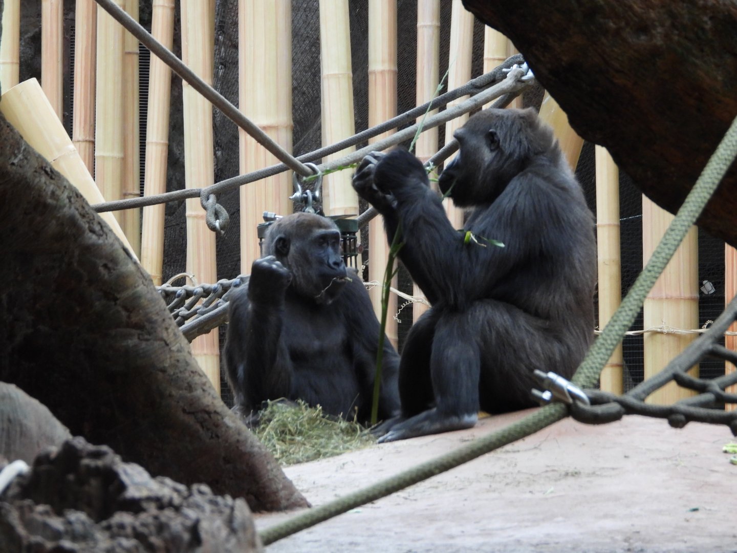 Western lowland gorillas