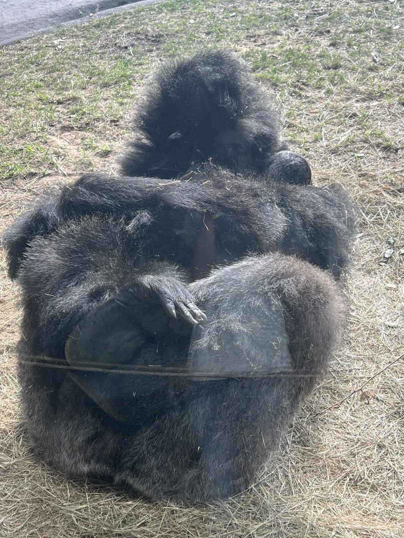 Western Lowland Gorillas