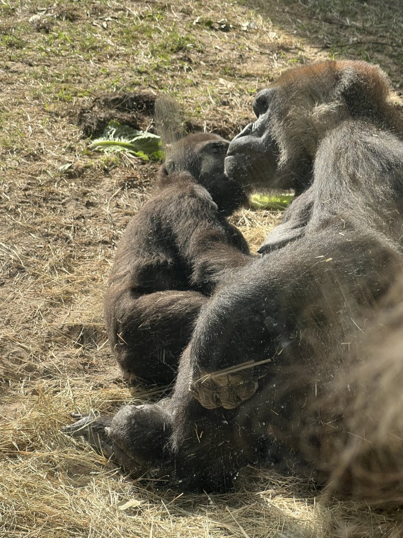 Western Lowland Gorillas