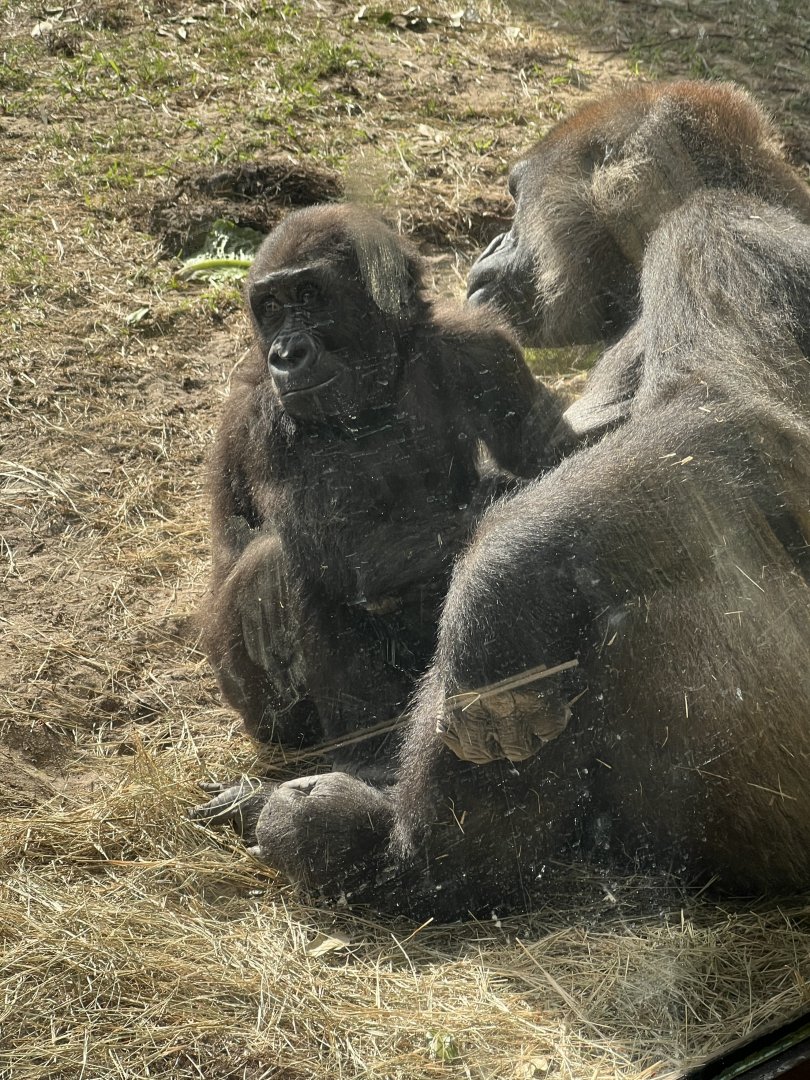 Western Lowland Gorillas