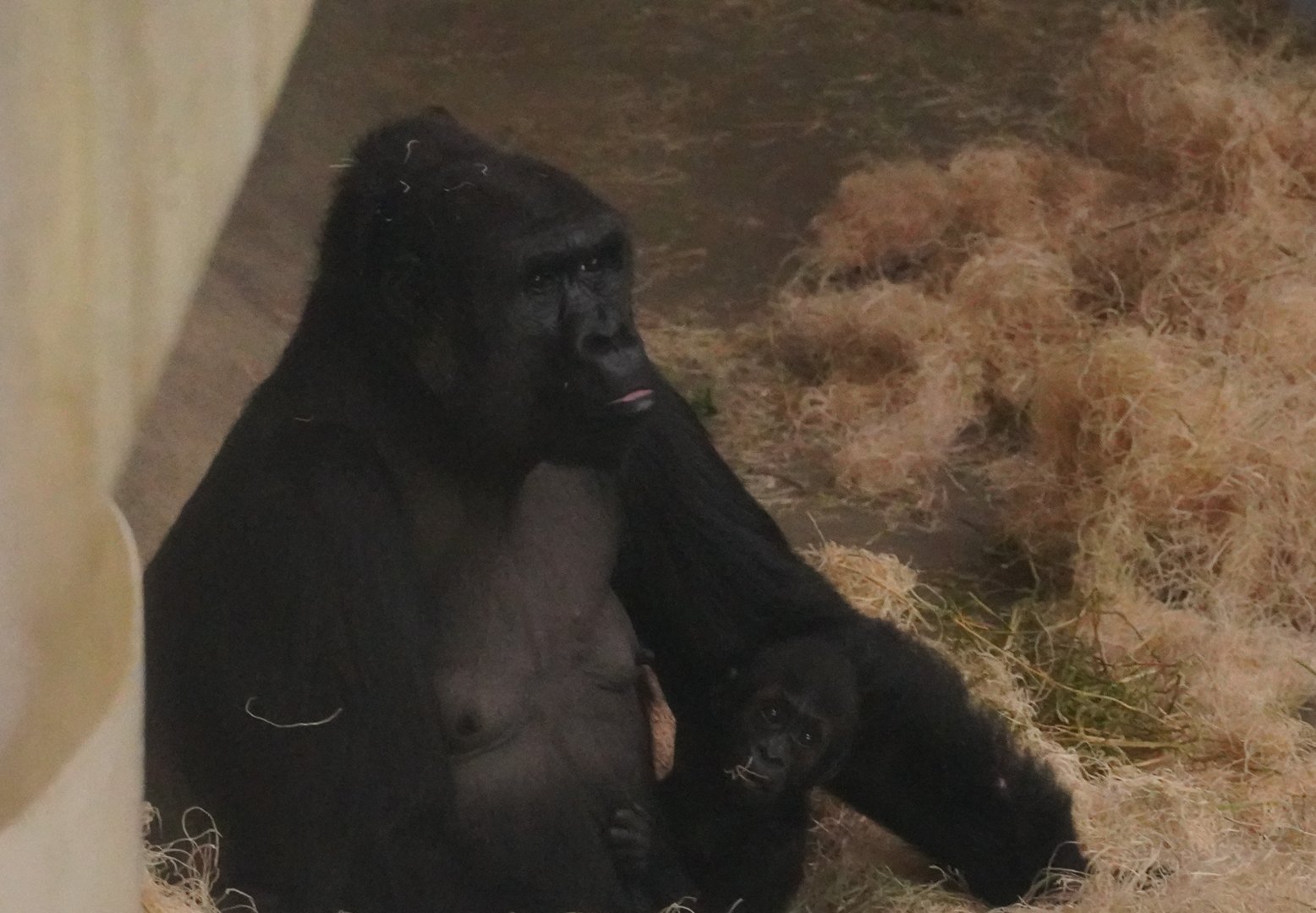 Western Lowland Gorillas