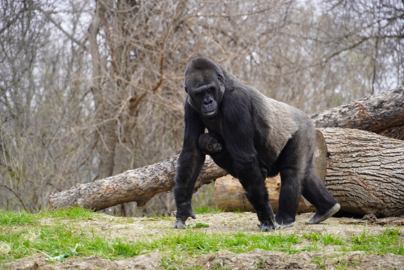 Western Lowland Gorillas