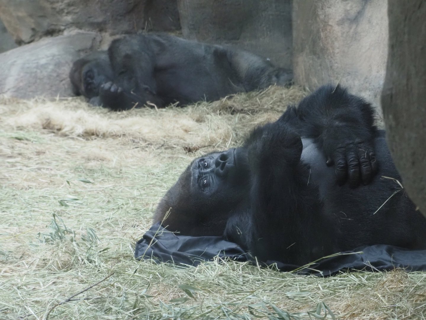 Western Lowland Gorillas