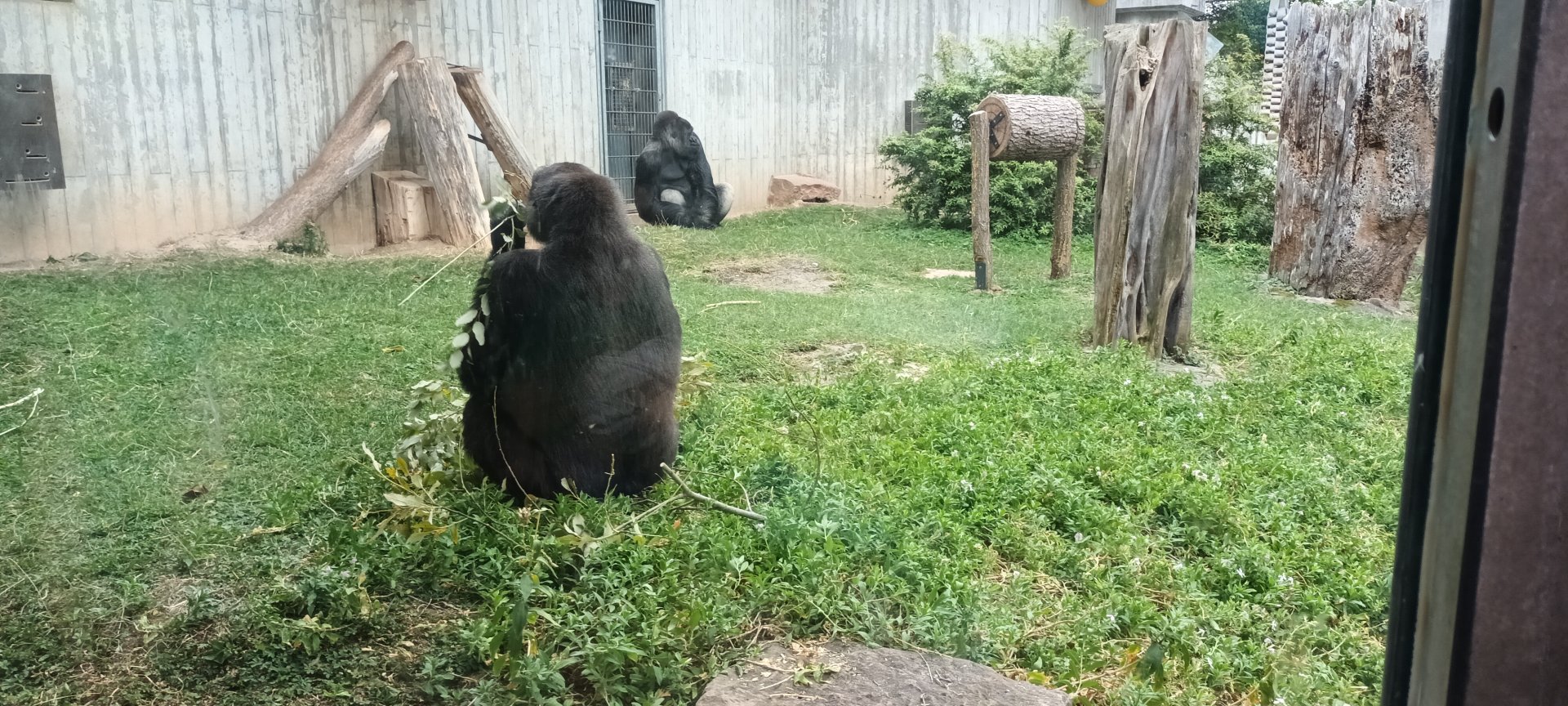 Western lowland Gorillas