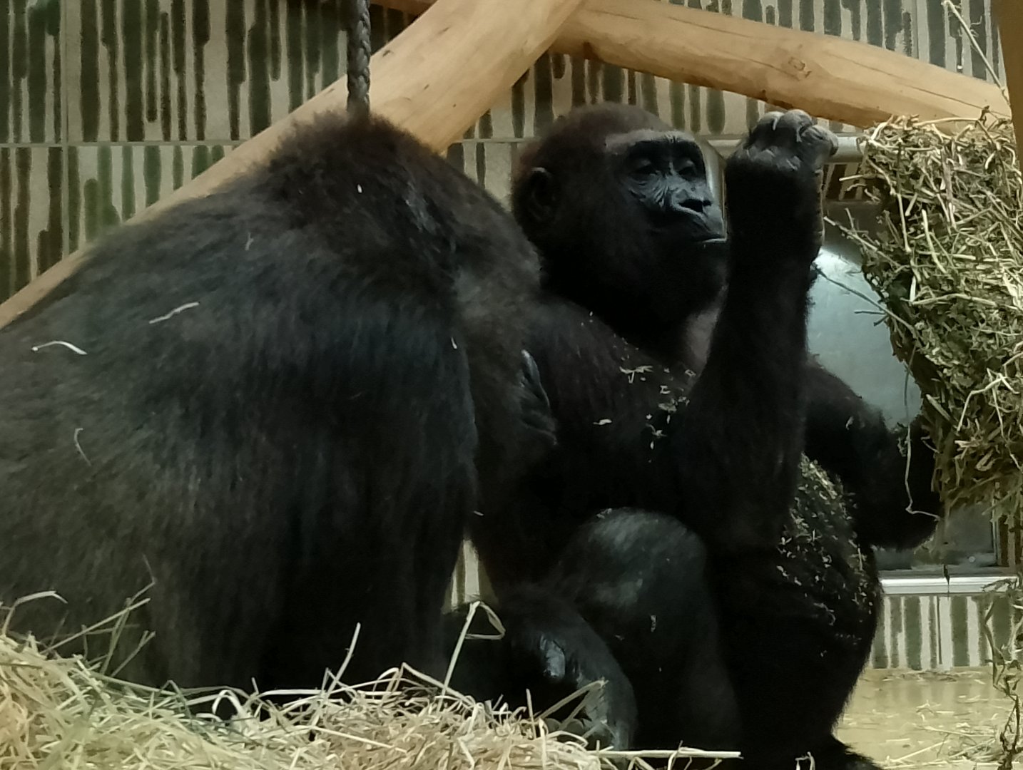 Western lowland gorillas